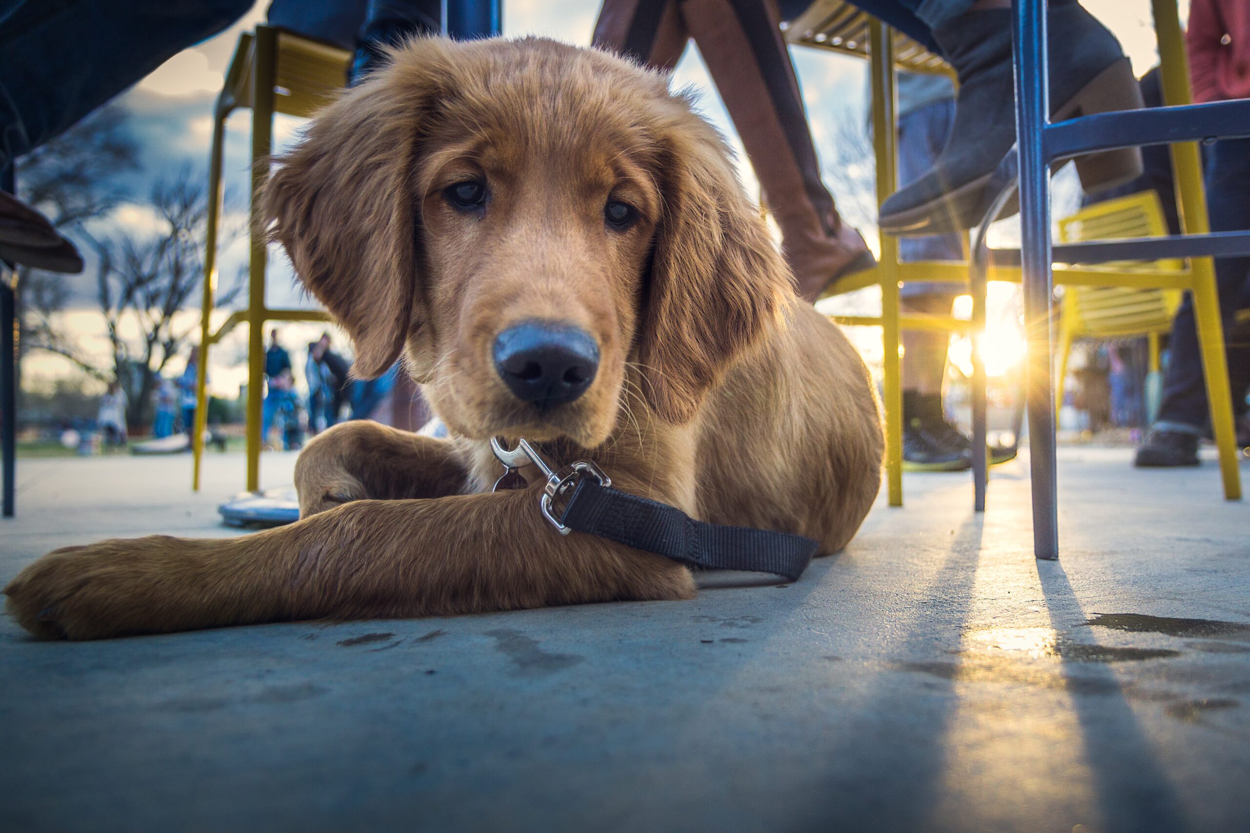 Bristol dog friendly restaurant