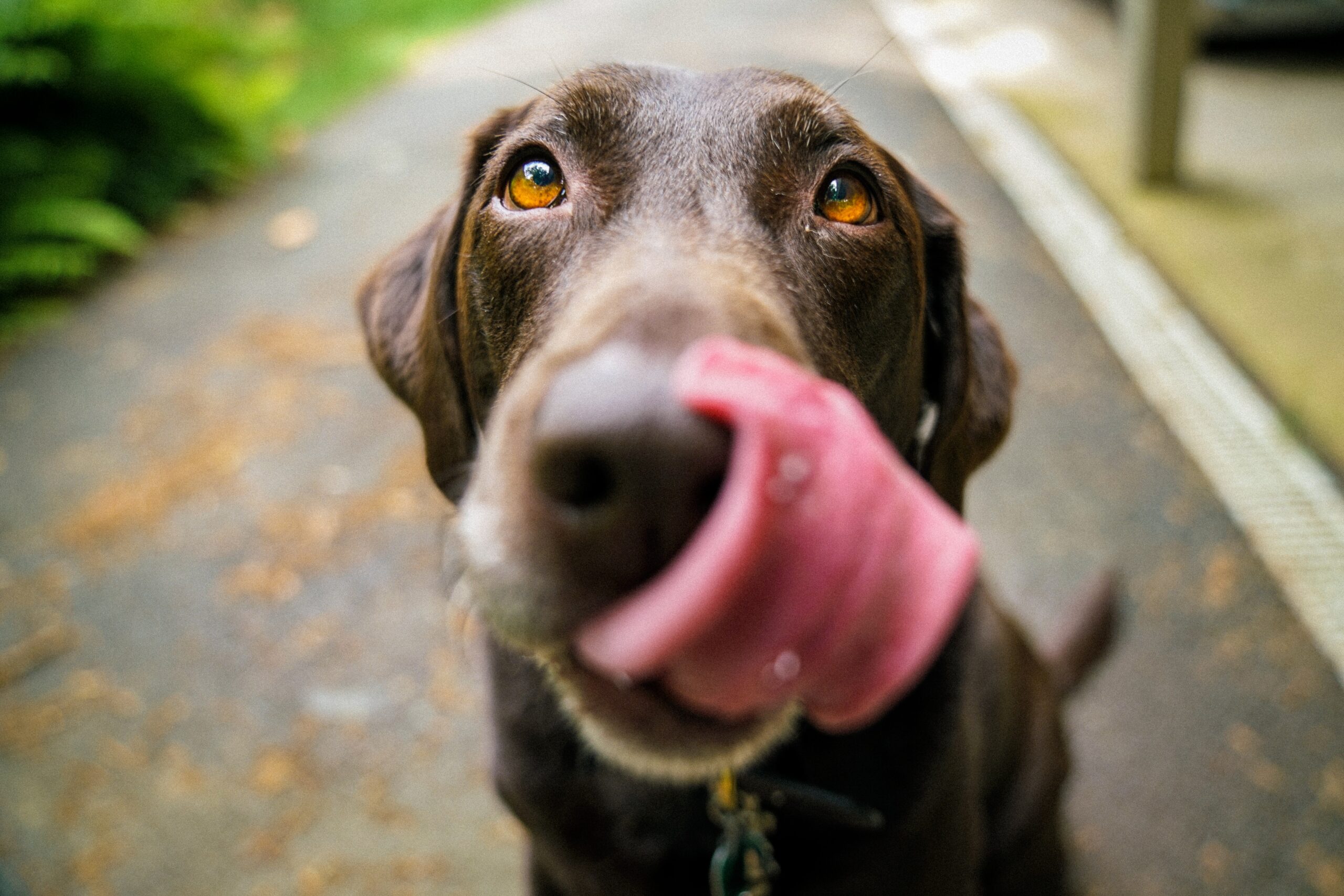 dog friendly hotel in bristol