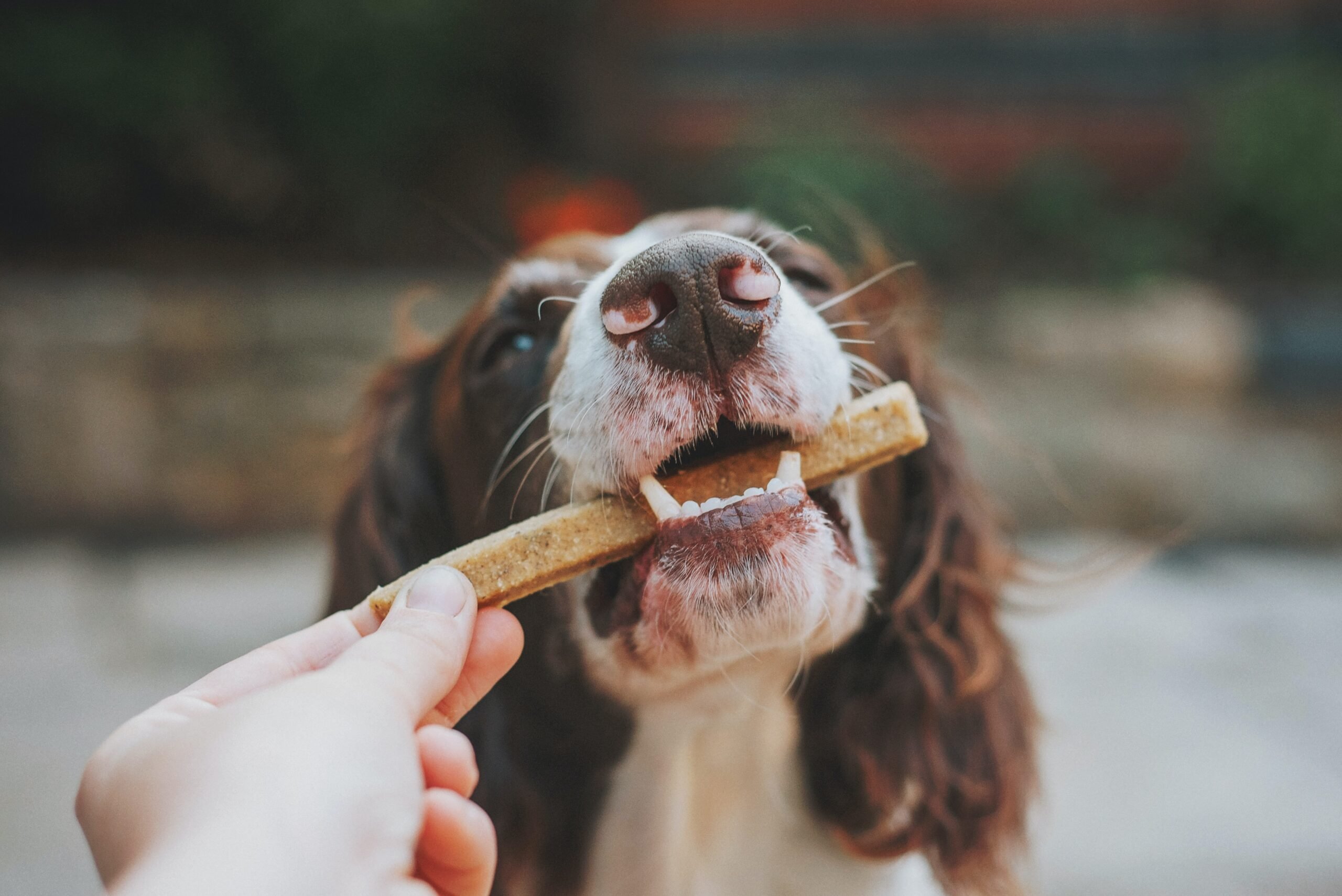 pet friendly restaurants