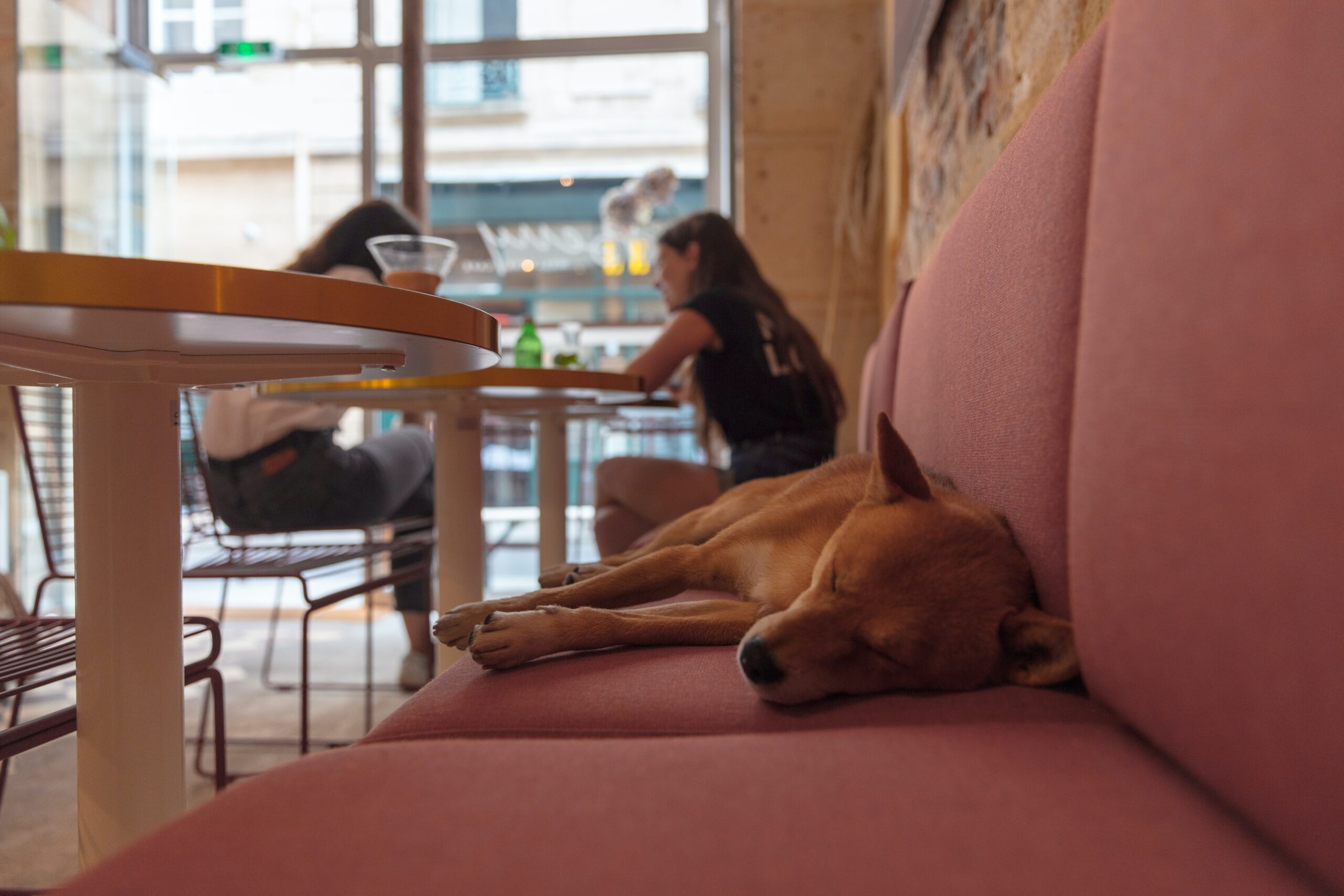 The Best Dog Friendly Restaurants In Bristol Travel Bristol