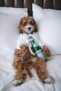 Best dog friendly hotels in Bristol