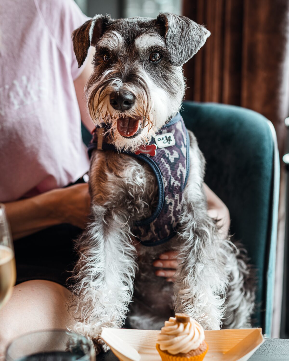 The Best Dog Friendly Restaurants In Bristol Travel Bristol